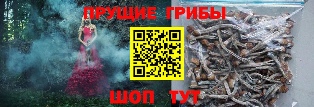 Галлюциногенные грибы Cubensis Берёзовский